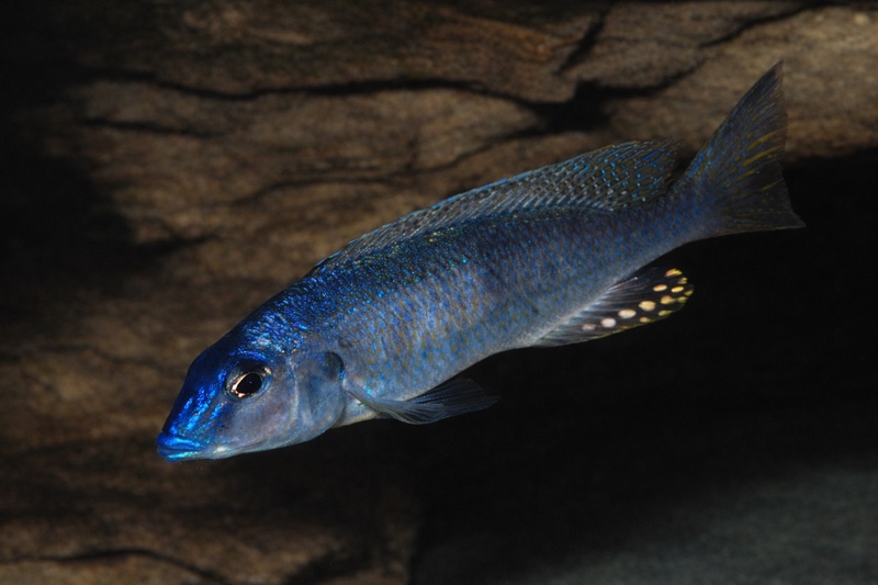 Otopharynx styrax 'Tanzania'